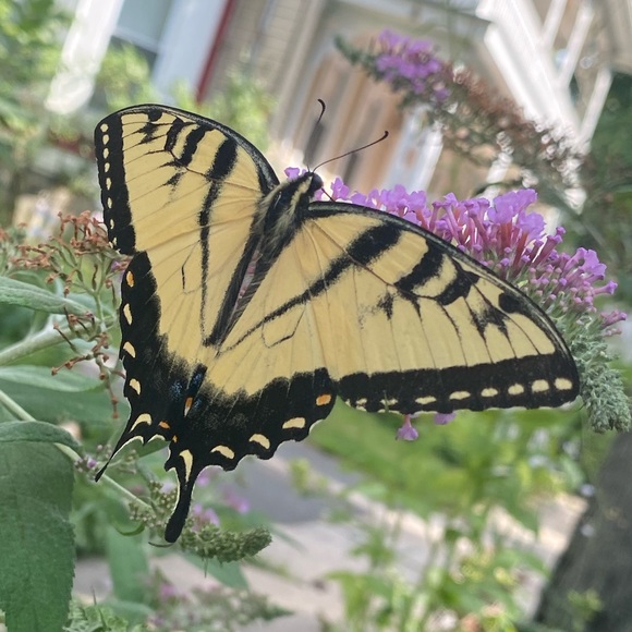 Meet your Posher, Natalia - Picture 1 of 1